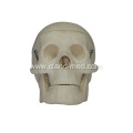 Miniature Plastic Skull Model